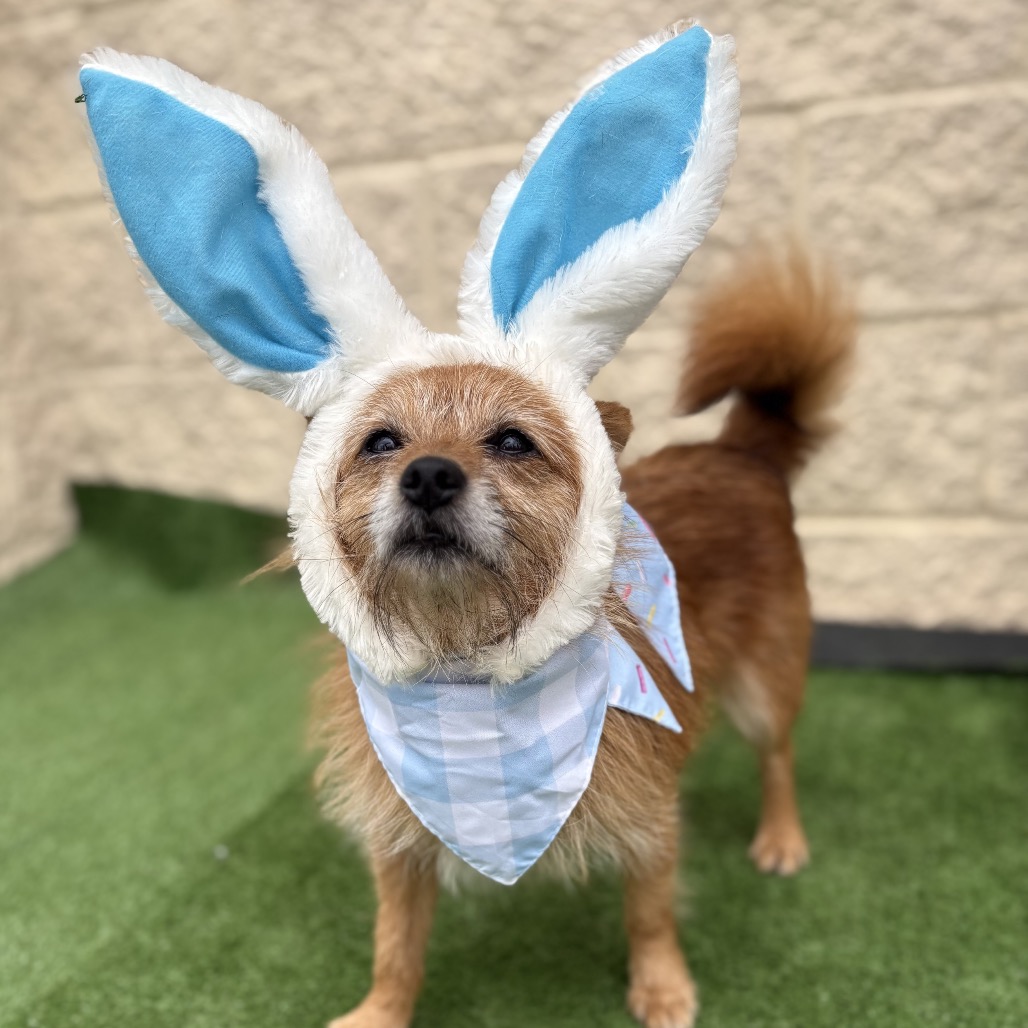 Chico is available for adoption at Full Circle Rescue and Sanctuary