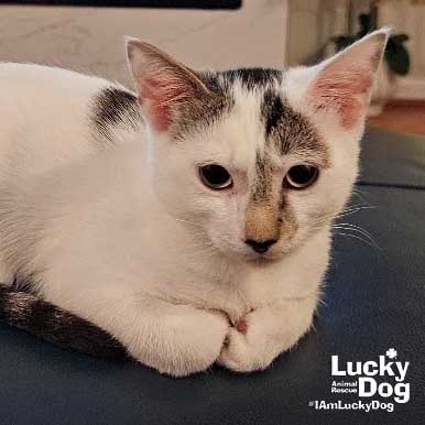 OBI WAN - Domestic Shorthair available for adoption