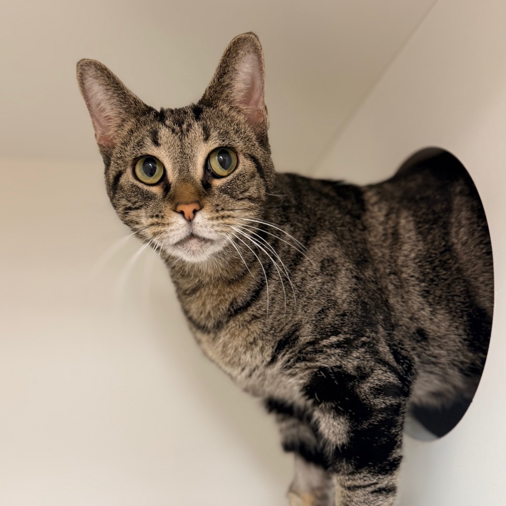 Shakira — thumbnail 3