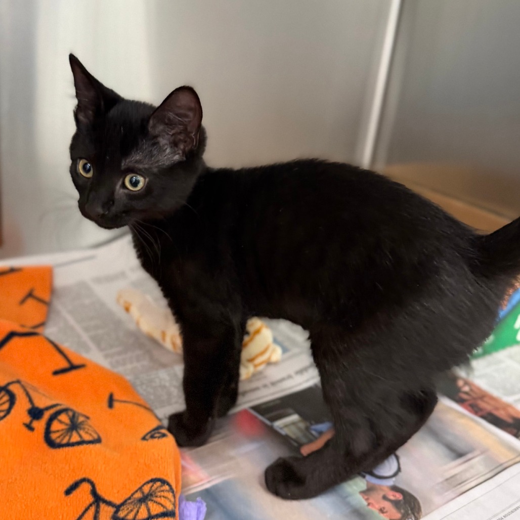 NOOR (BONDED TO FROGGY) - Domestic Shorthair available for adoption