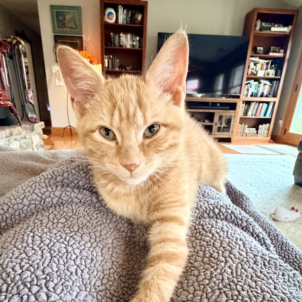 Pumpkin, photo 5