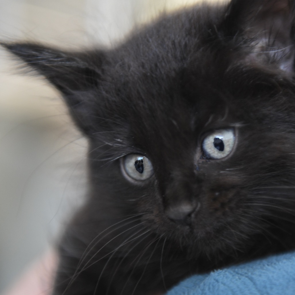 Cocoa Puffs - Domestic Shorthair