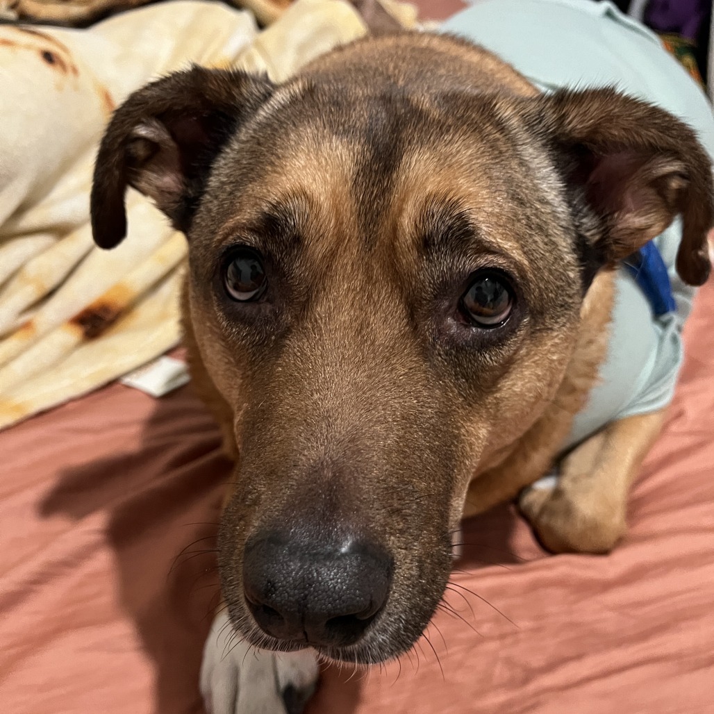 Koda, photo 10