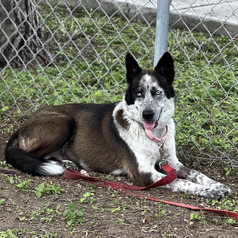 PRINCESS - Husky / American Blue Heeler available for adoption