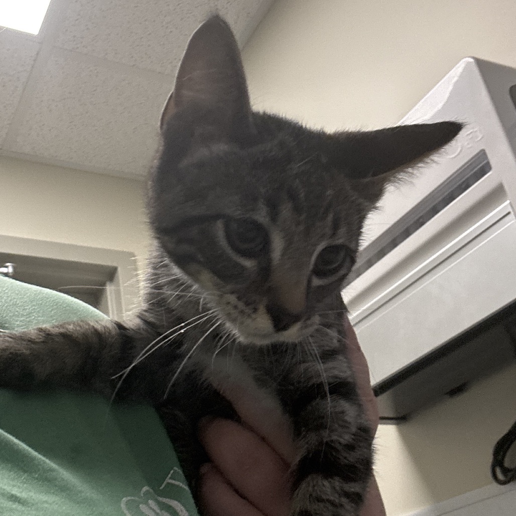 Nermal photo 2