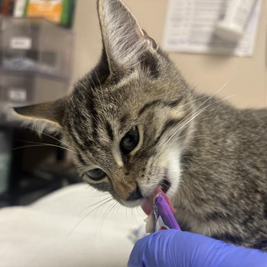 DEAN WEEN - Domestic Shorthair available for adoption