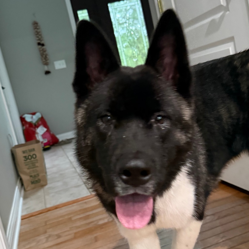 Oreo