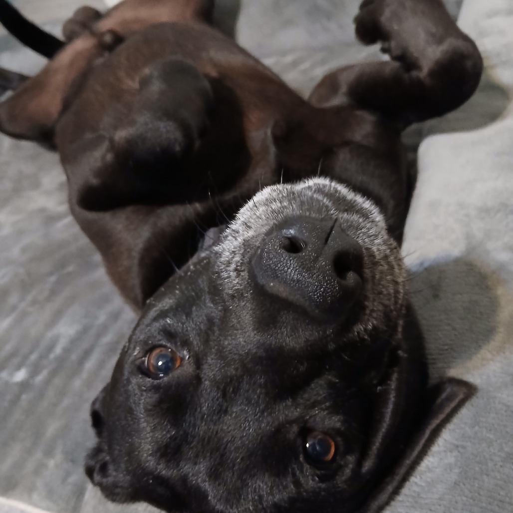 SACKY - Retriever / Labrador available for adoption