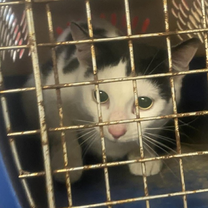 Oreo — thumbnail 7