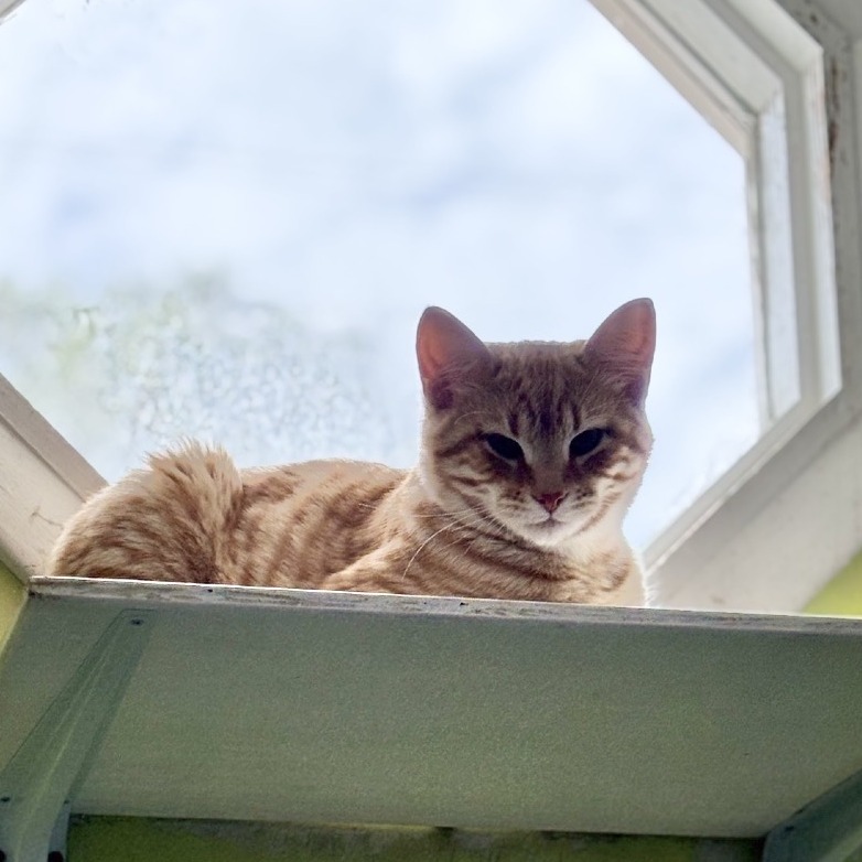 Wavaho — thumbnail 3