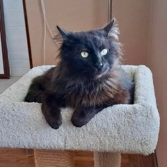 Animal namedCosmo