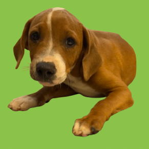 Tusc Stray 81784 2
