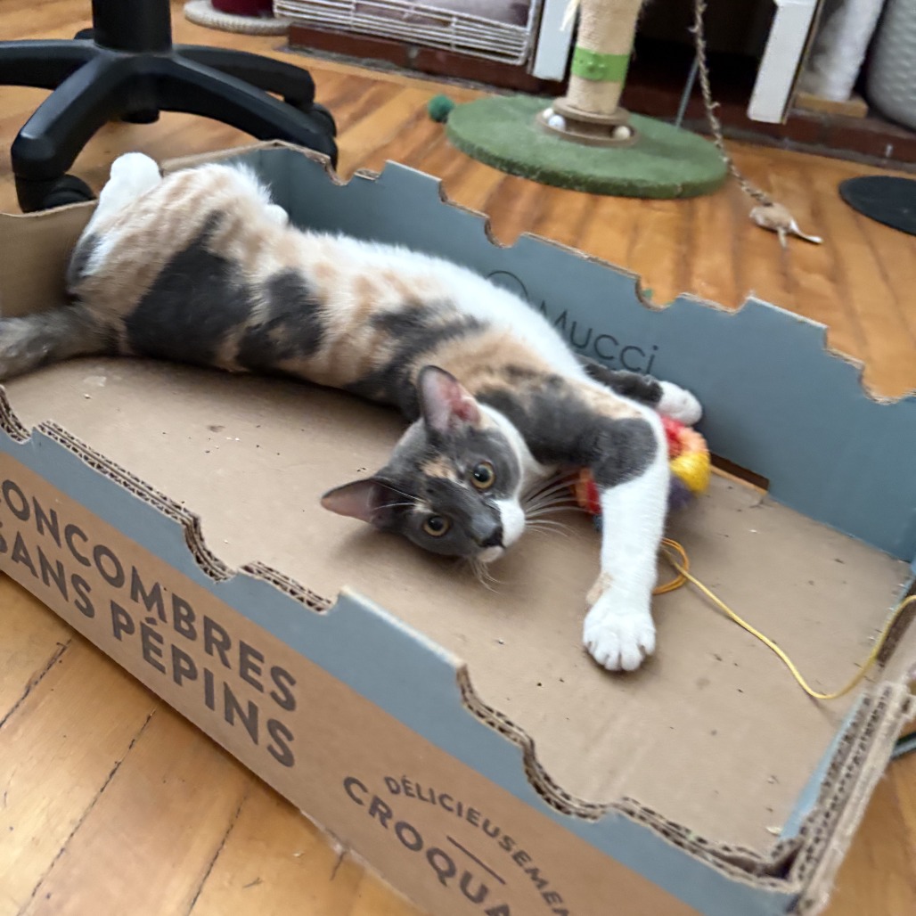 Cleo, photo 3