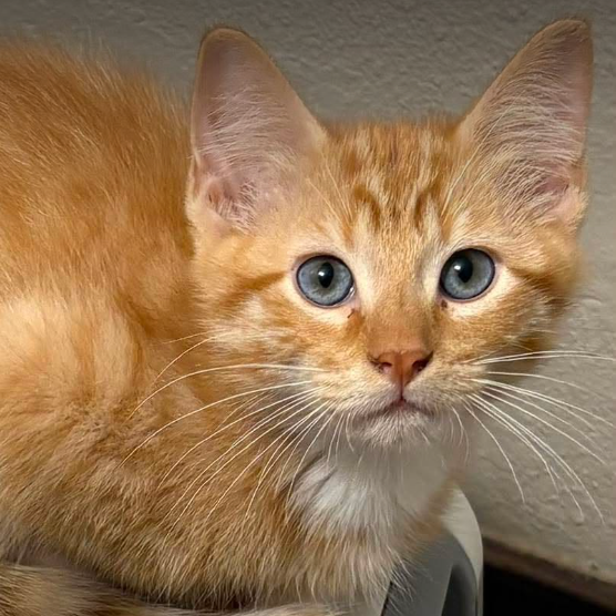 Scramble, available for adoption