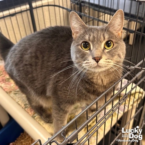 TIGER - Domestic Medium Hair available for adoption