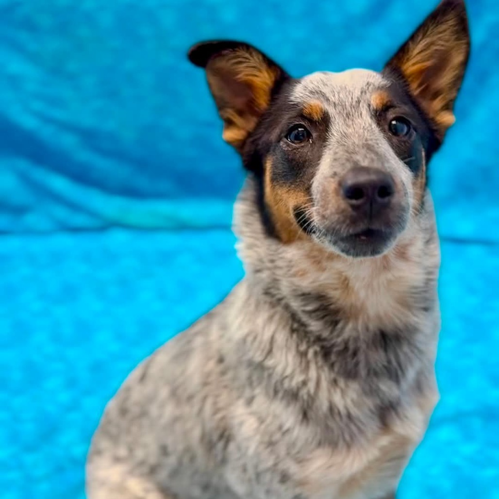 CHURRO - Mixed Breed (Medium) available for adoption