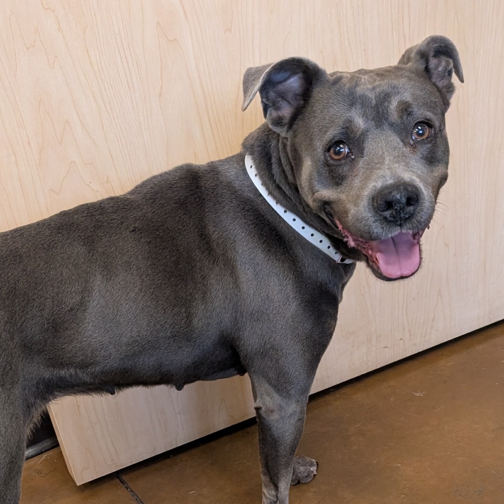 Blue Bell — thumbnail 3