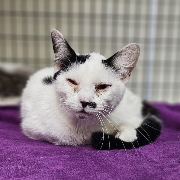 A#114b's preview photo