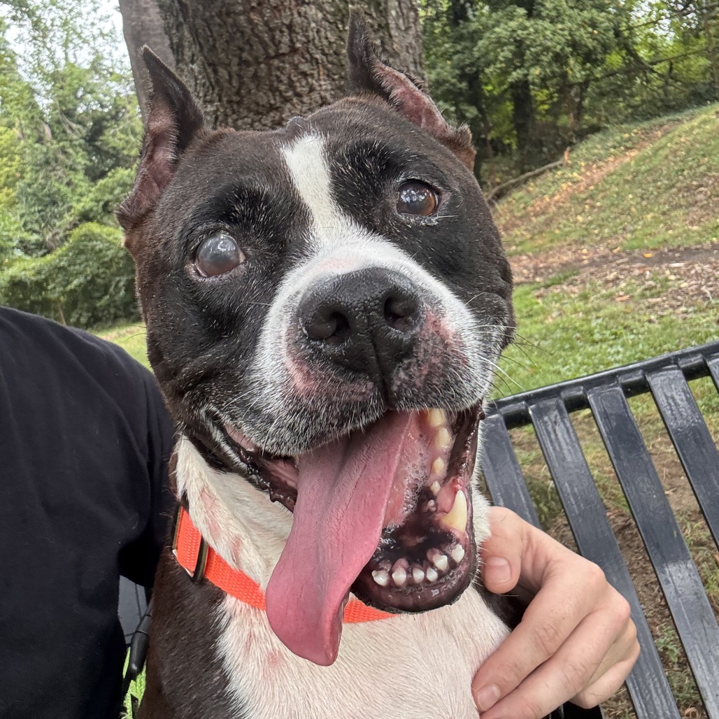 QUINTARA - Terrier / American Pit Bull available for adoption