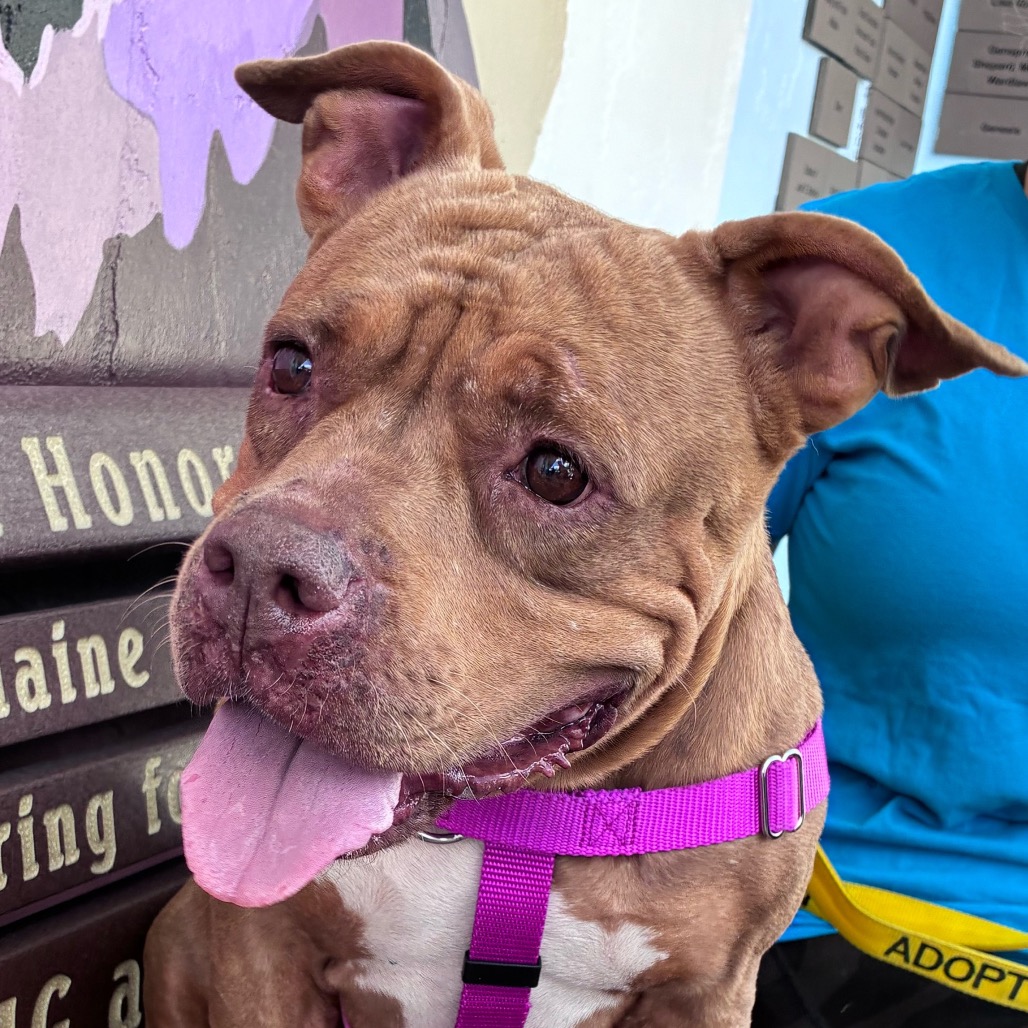 MEATBALL - Bulldog / Terrier available for adoption