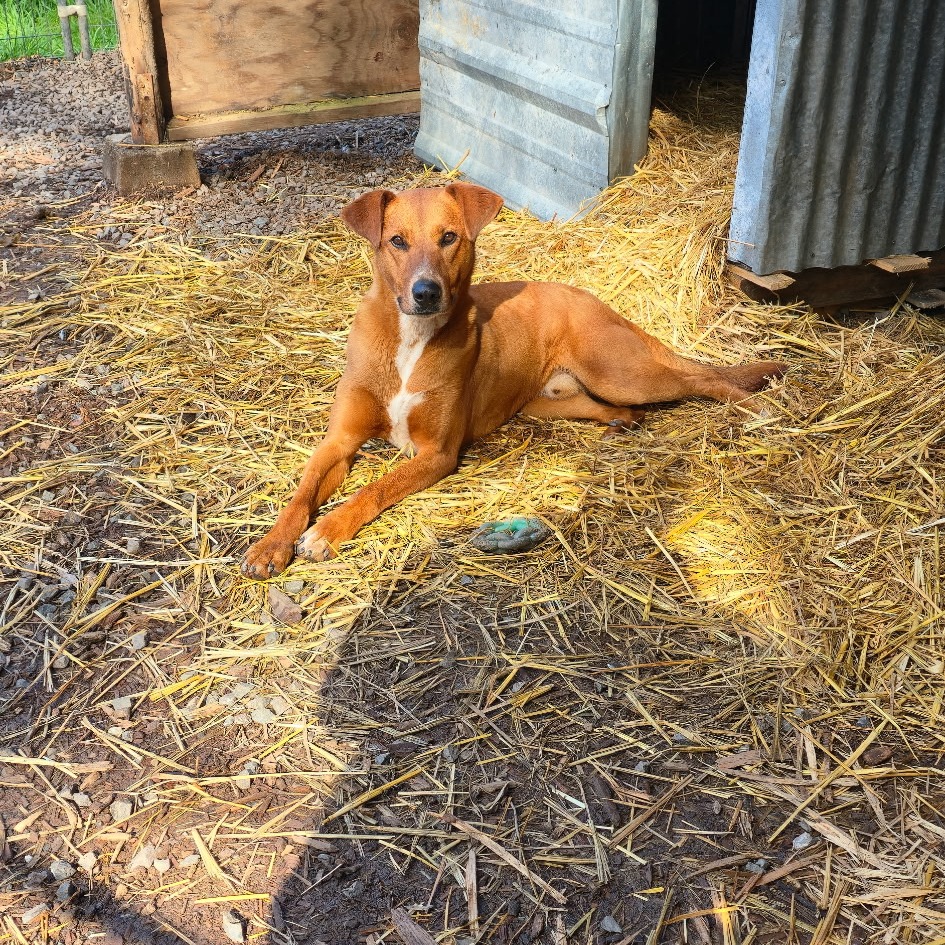 KODA, photo 25