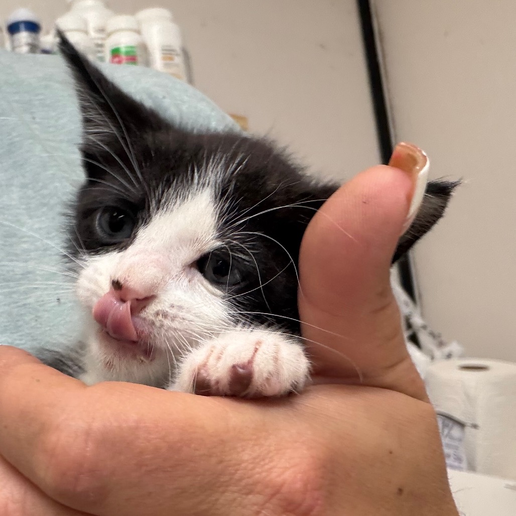 Kippy, an adoptable cat at SPCA-BC