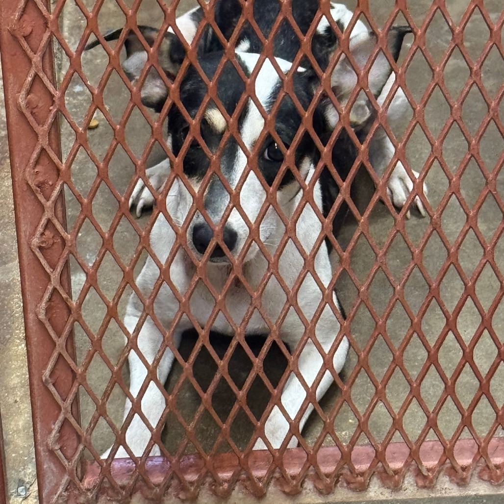 Zola, photo 5