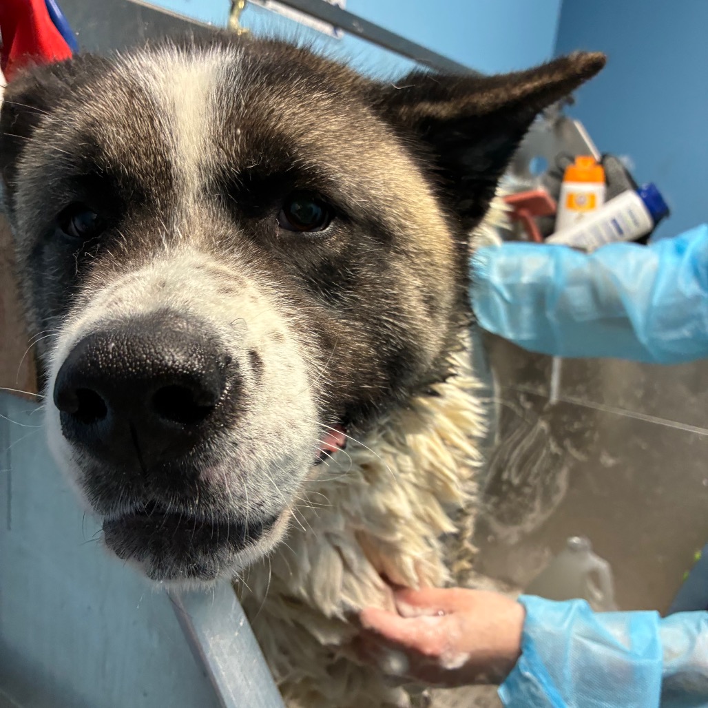 Gi Gi — thumbnail 4