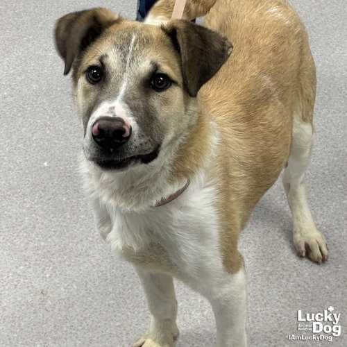 DRAVEN - Shepherd / Mix available for adoption