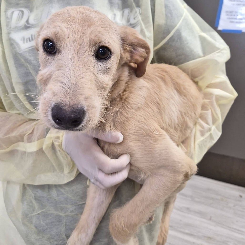 FLUTE - Schnauzer / Retriever, Labrador available for adoption