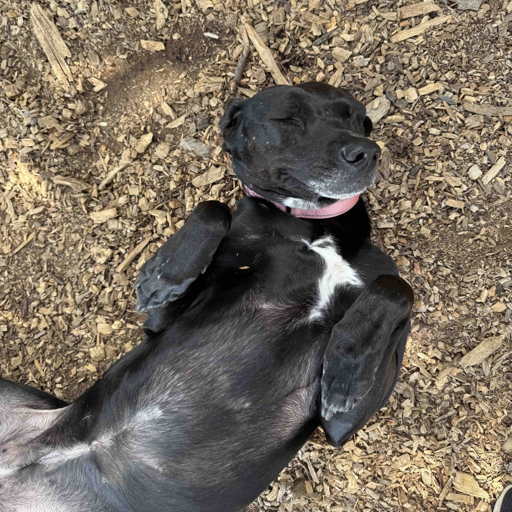Phoebe 09-1747, photo 16