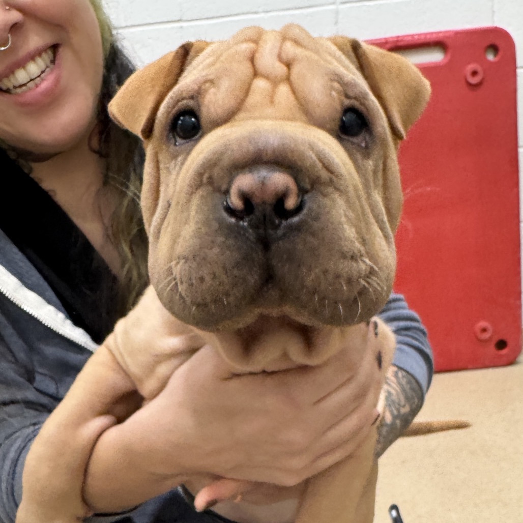 HARLOW - Chinese Shar-Pei available for adoption