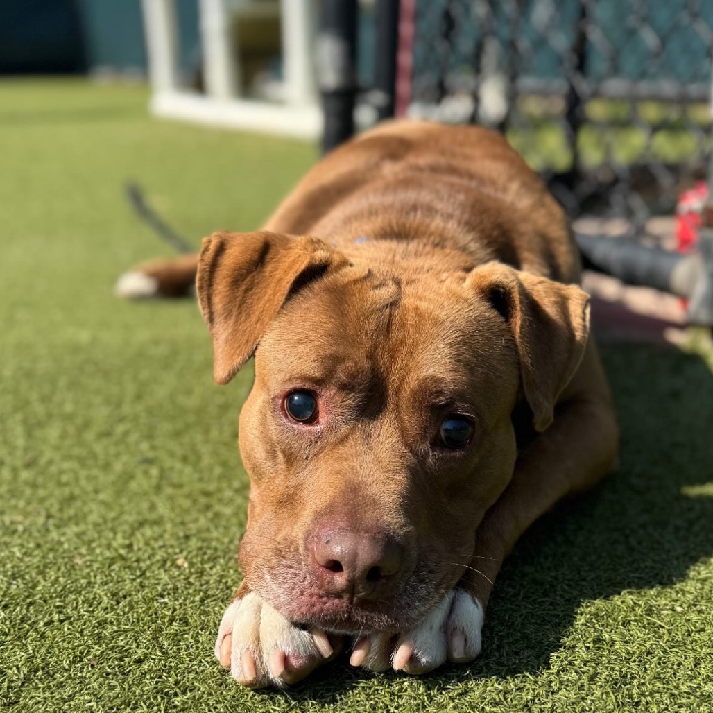 Rocky, a 5 years old male Unknown available for adoption from Southampton Animal Shelter Foundation in Hampton Bays, Suffolk