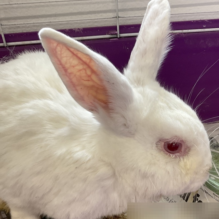 GHOST - American available for adoption