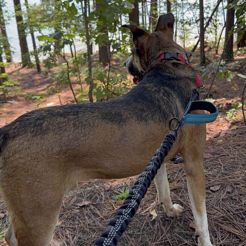 Rhett, photo 15