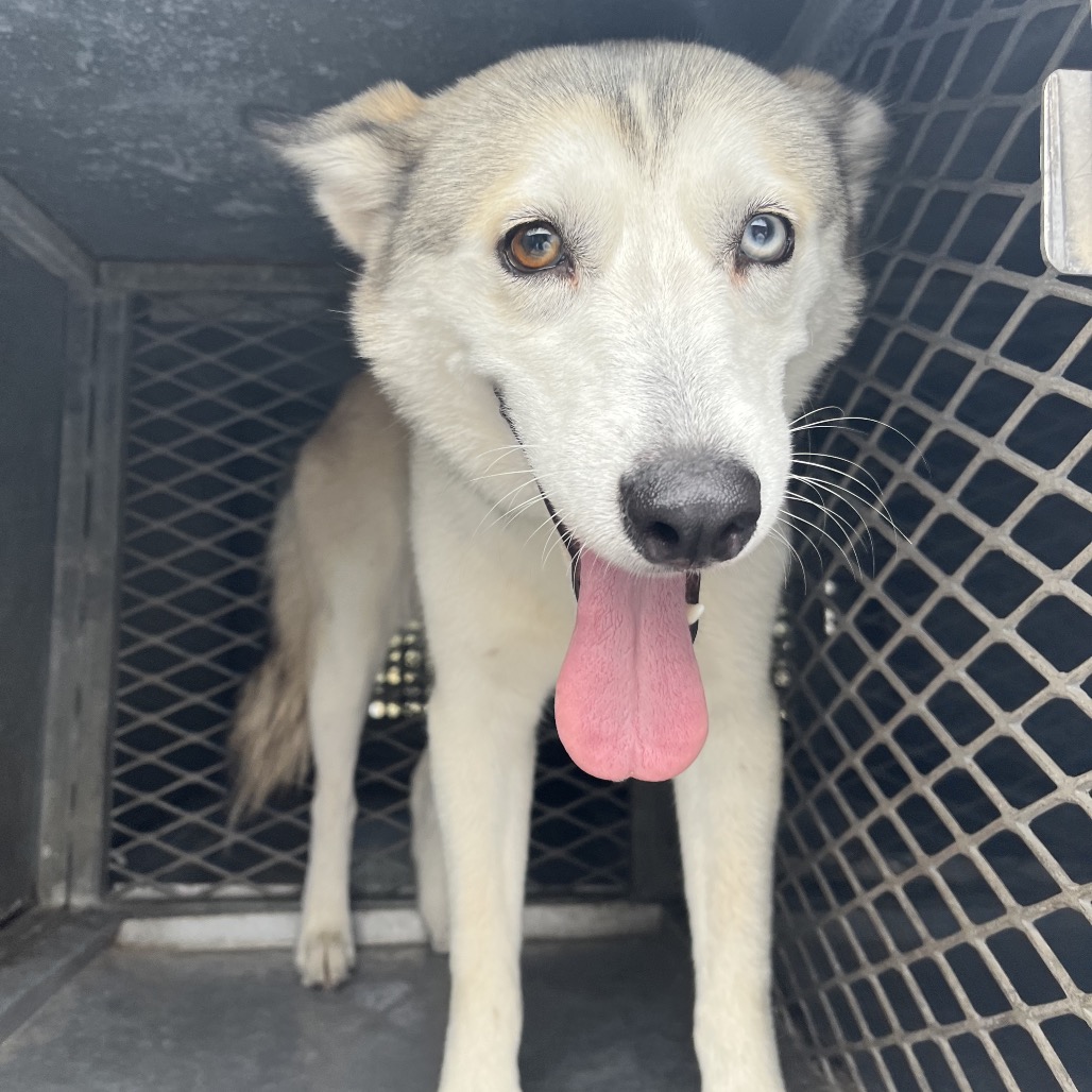 MIRAGE - Husky available for adoption