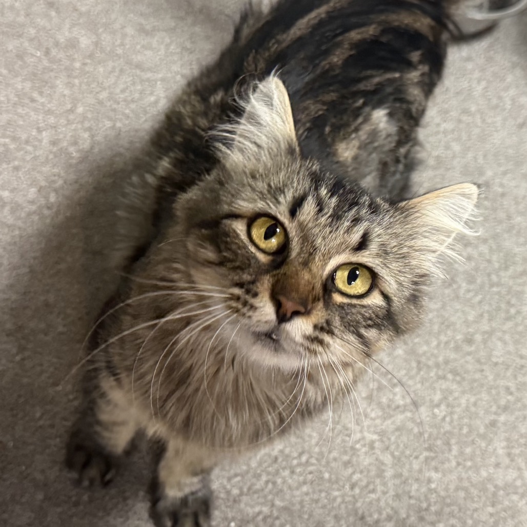 FREYA - Domestic Medium Hair available for adoption