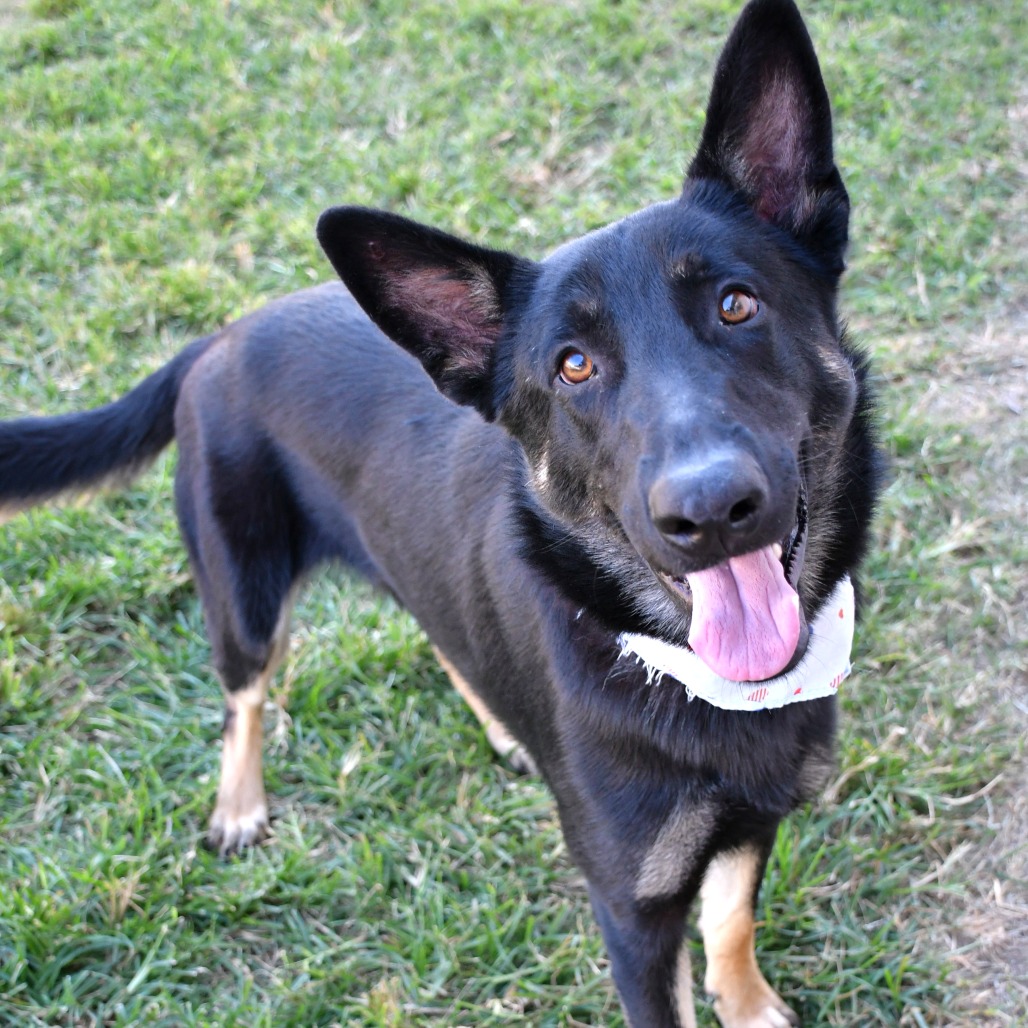 COLT - Shepherd / German available for adoption