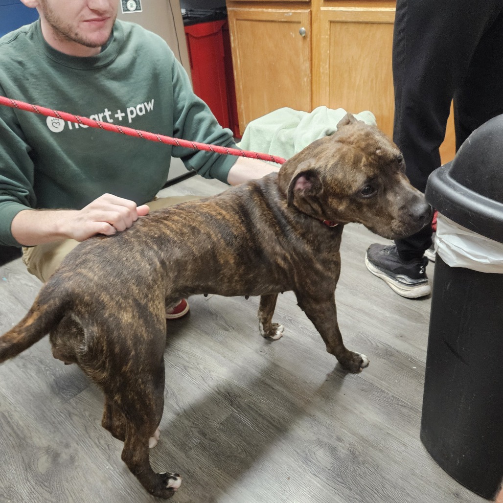 BECCA - Terrier / Pit Bull available for adoption
