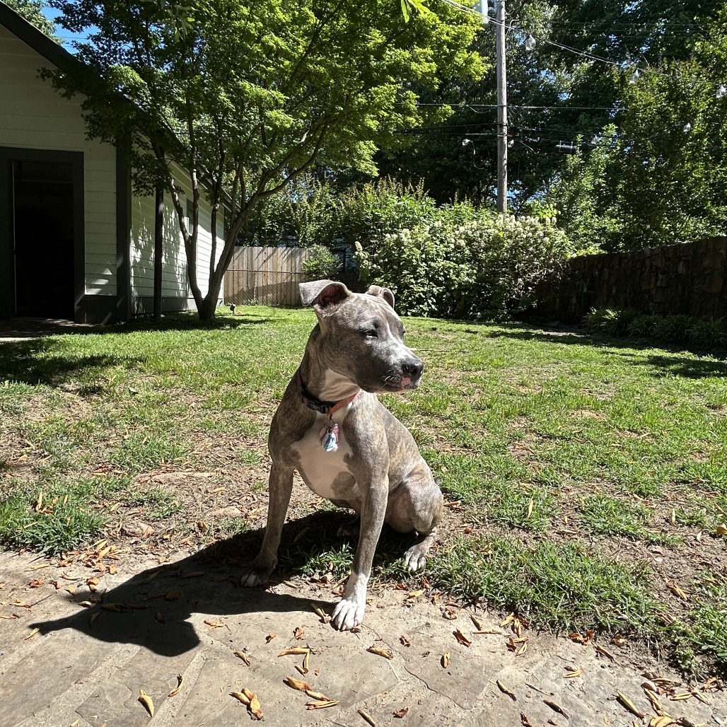 Flicka, photo 24