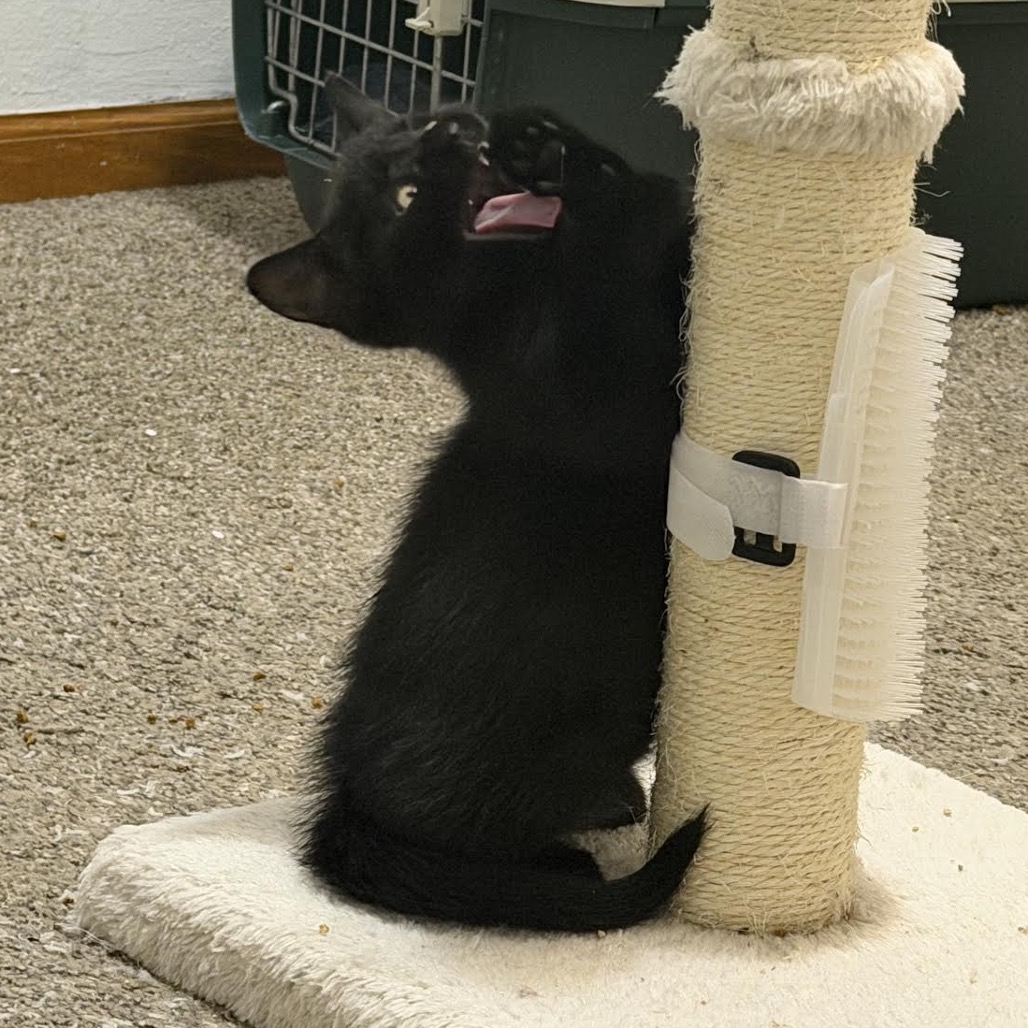 Cat Benatar C12279