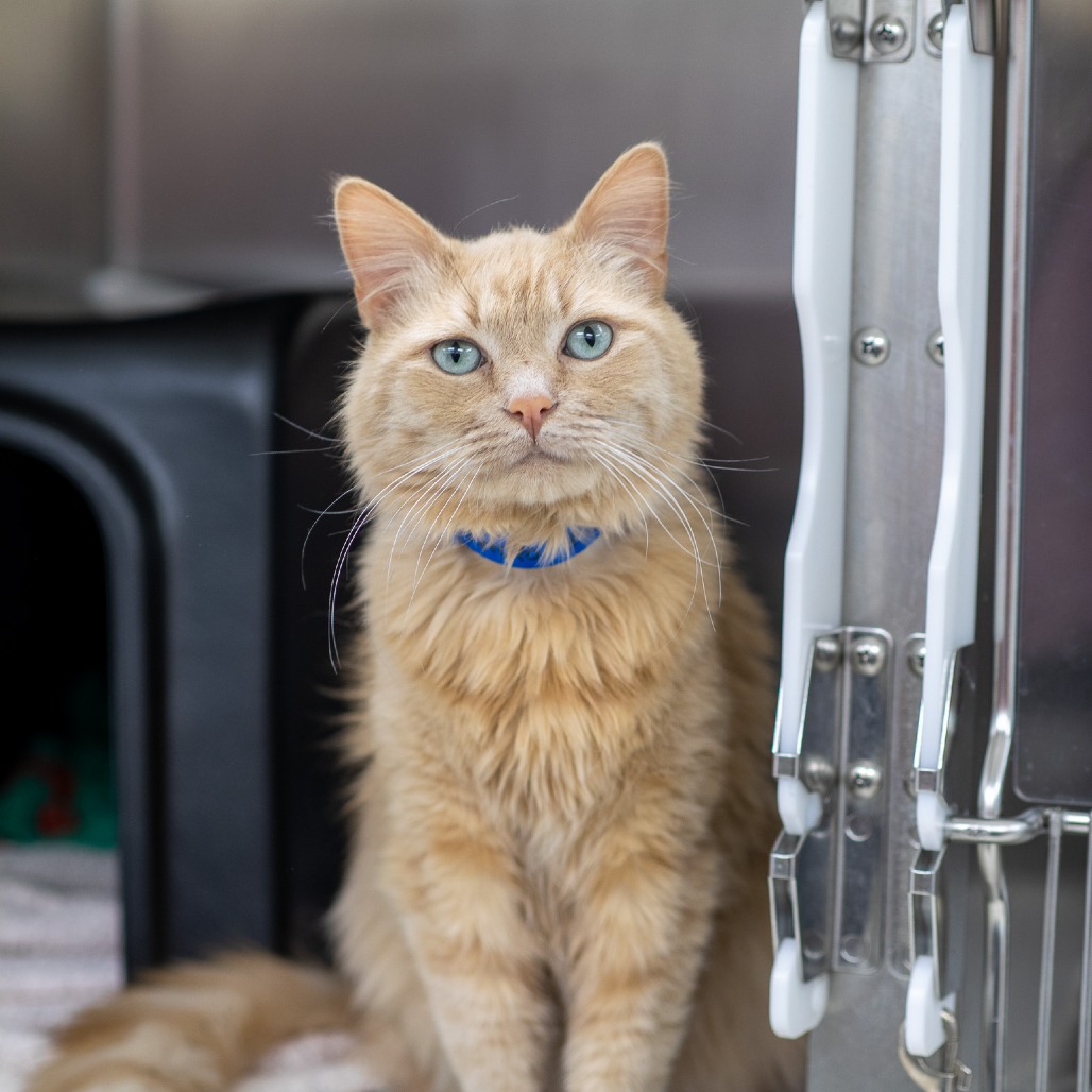 Arroyo — thumbnail 2