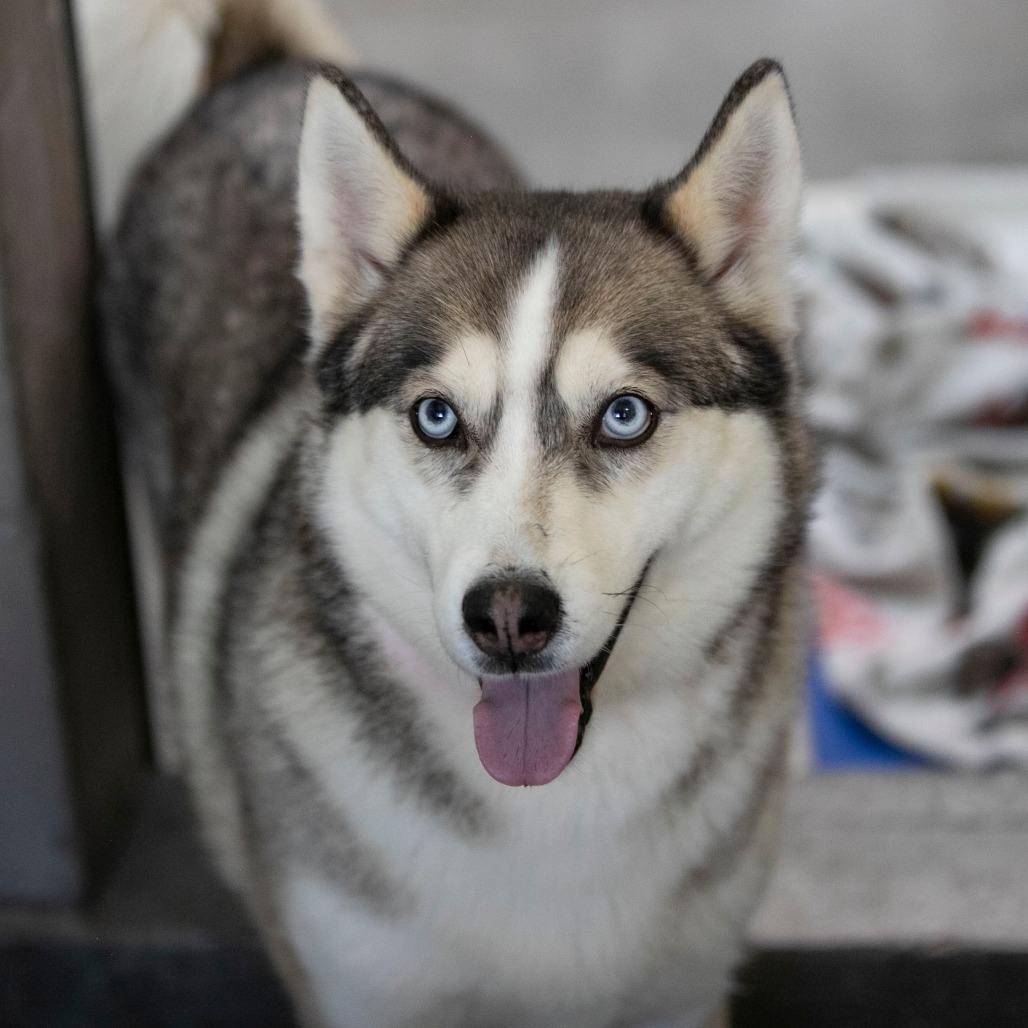 Daisy Jane (MR26-325), photo 9