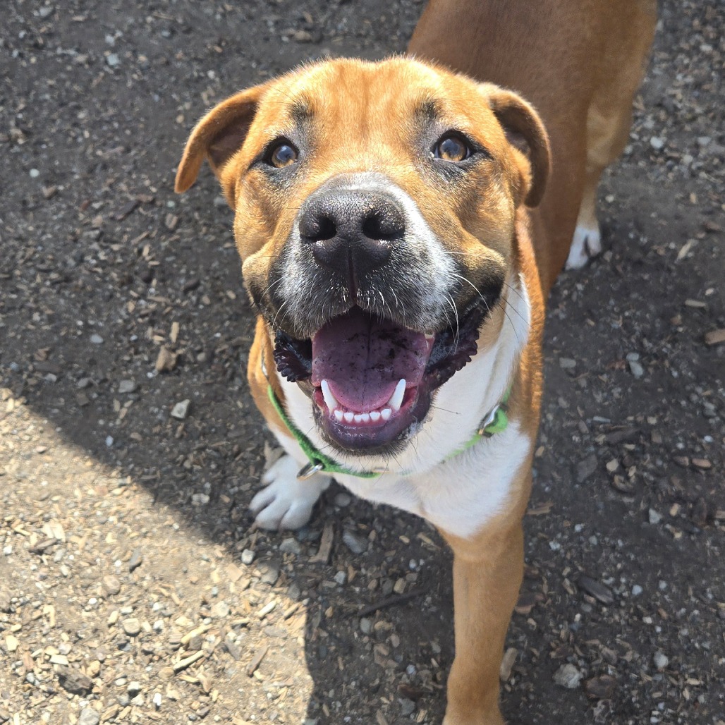 MOOSE - Mixed Breed (Medium) available for adoption
