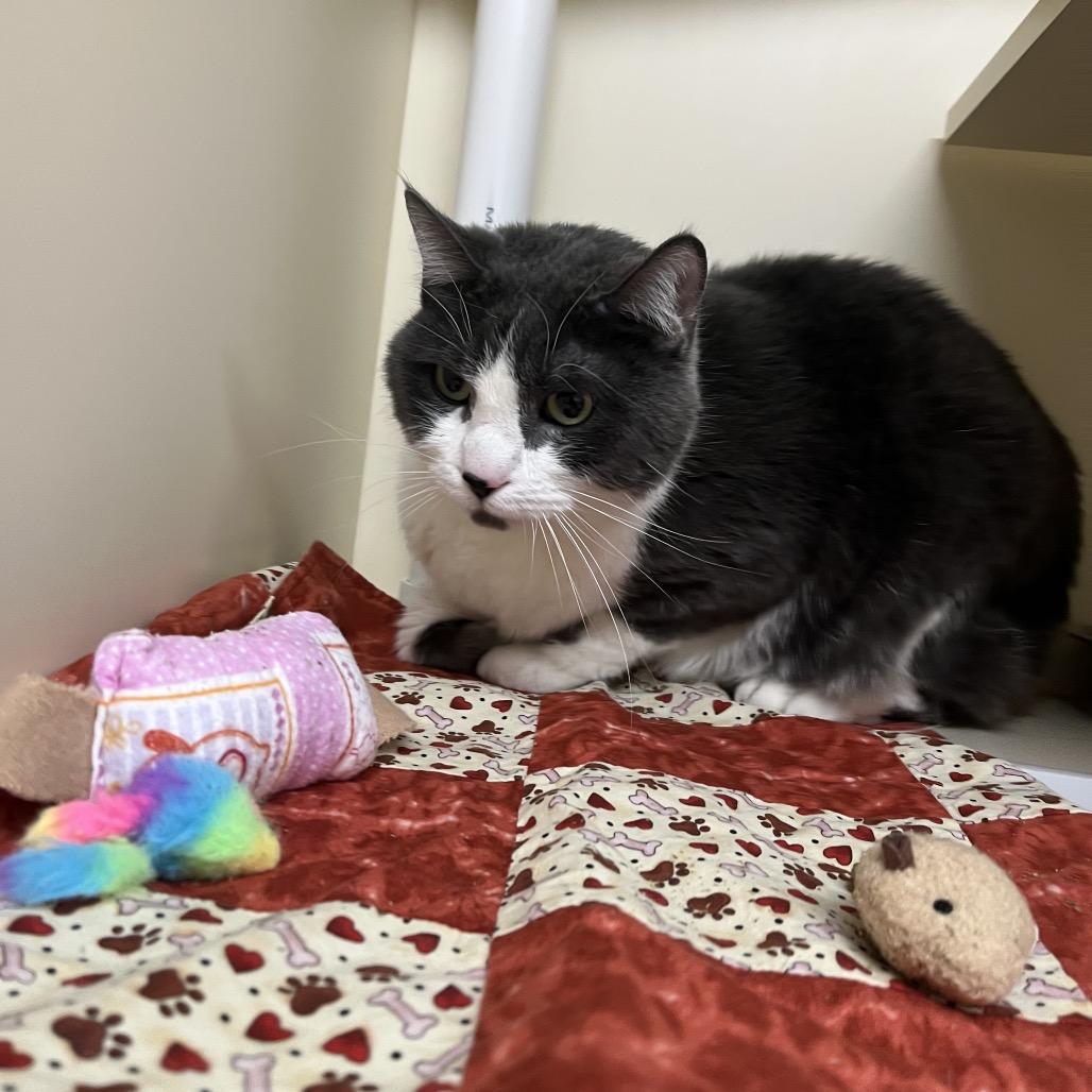 Rhino (Real name Stormy) — thumbnail 5