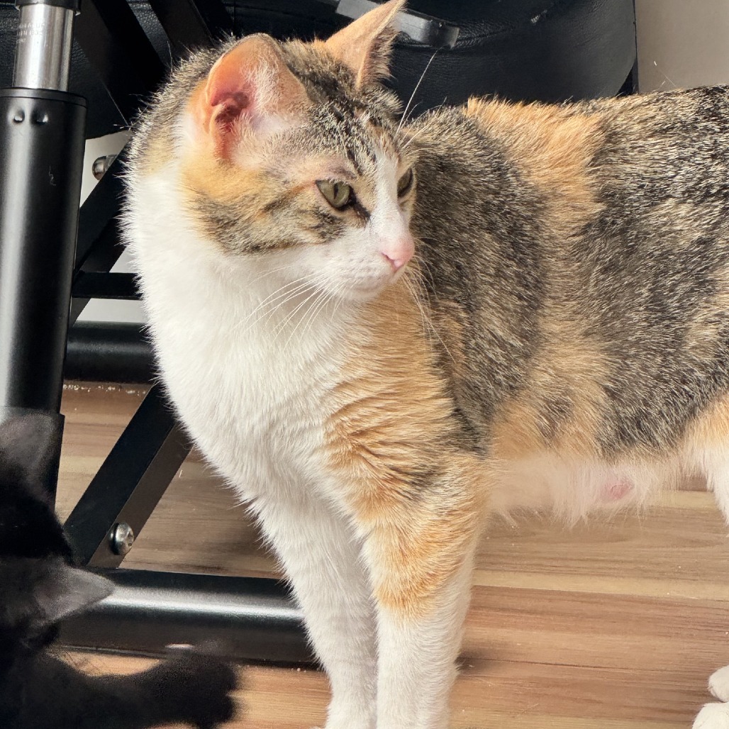 12363
