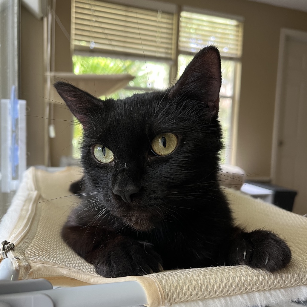 Cleo