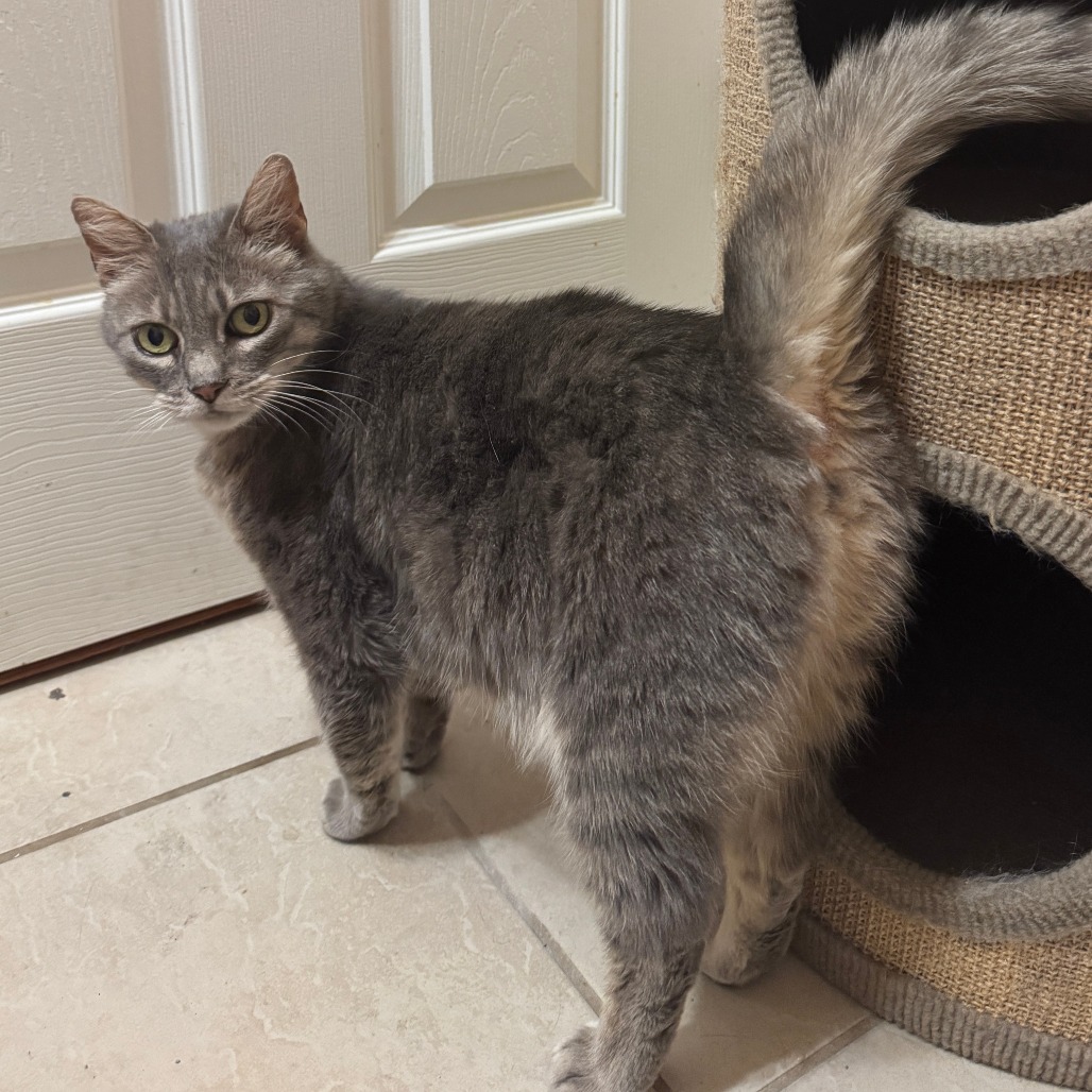 Sky - Domestic Longhair