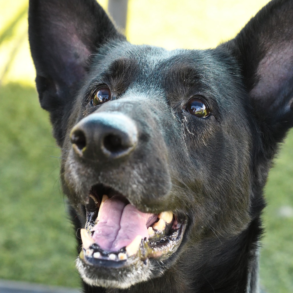 Shadow is available for adoption at Snake River Animal Shelter