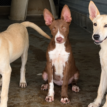 Photo of Vulpix, available for adoption at PVAS